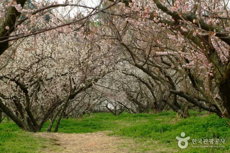 Bohae Plum Farm  (8/9)