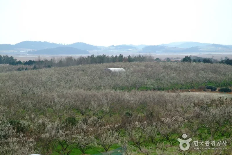 Bohae Plum Farm  (9/9)