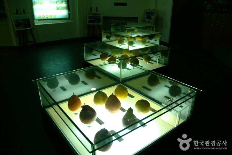 Naju Pear Museum 
