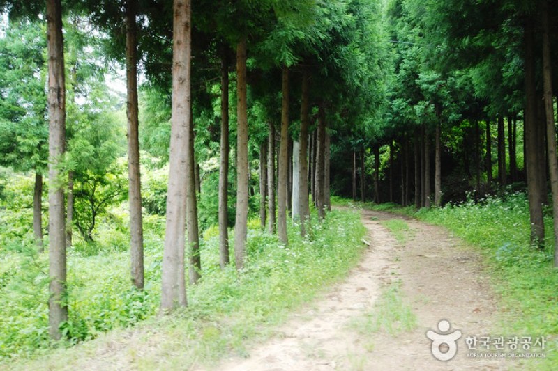Cheongwansan Recreational Forest  (20/20)