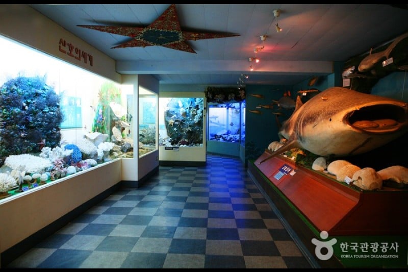 Ttangkkut Marine Natural History Museum  (1/17)