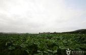 Hoesan White Lotus Pond in Muan 