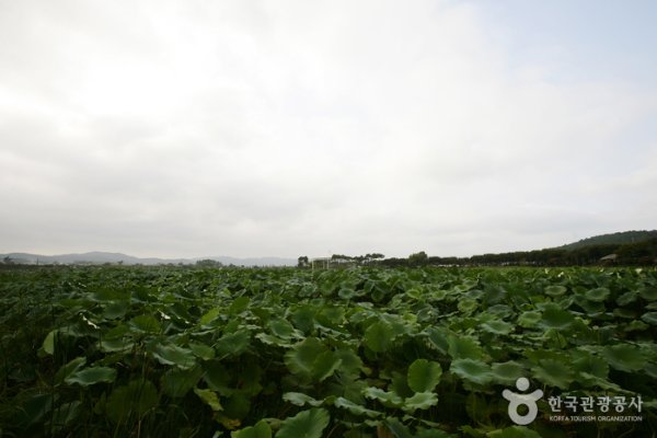 Hoesan White Lotus Pond in Muan
