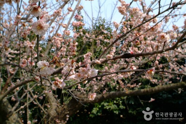Ttangkkeut Maehwa Festival