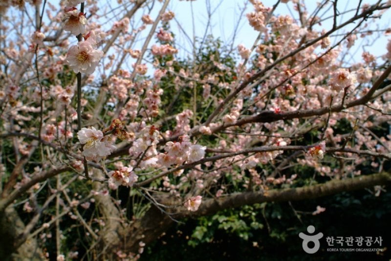 Ttangkkeut Maehwa Festival  (1/14)
