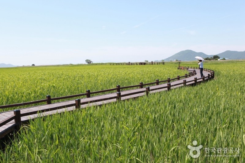 Suncheonman Bay Wetland Reserve  (69/70)