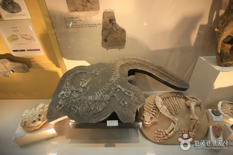 Mokpo Natural History Museum  (10/21)