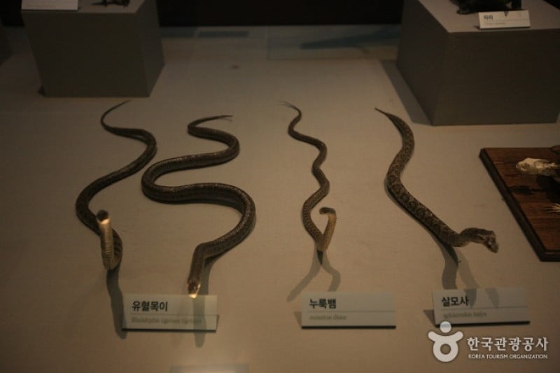 Mokpo Natural History Museum  (13/21)