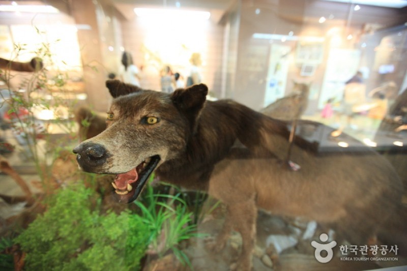 Mokpo Natural History Museum  (14/21)