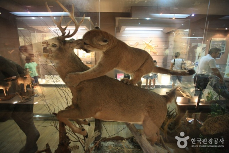Mokpo Natural History Museum  (15/21)