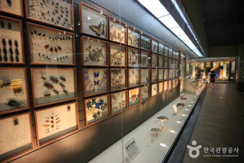 Mokpo Natural History Museum  (17/21)