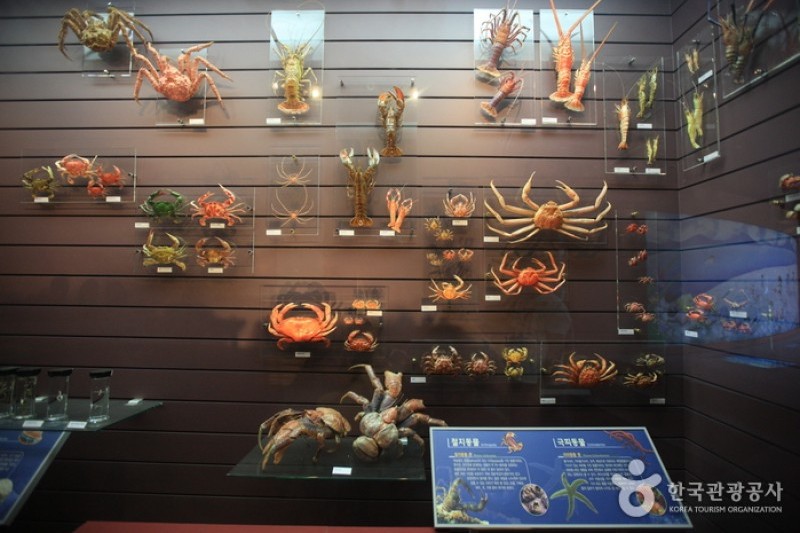 Mokpo Natural History Museum  (18/21)