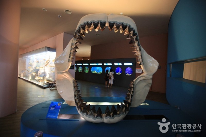 Mokpo Natural History Museum  (19/21)