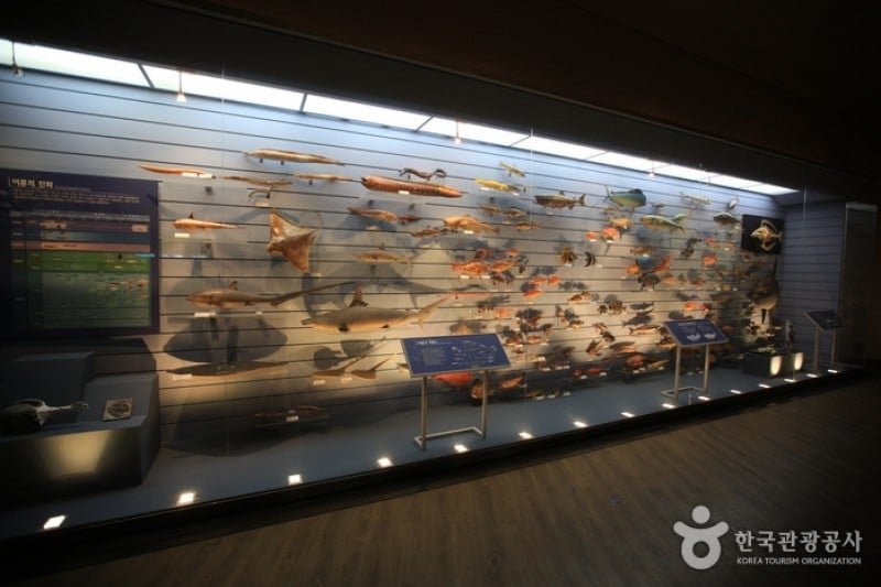 Mokpo Natural History Museum  (20/21)