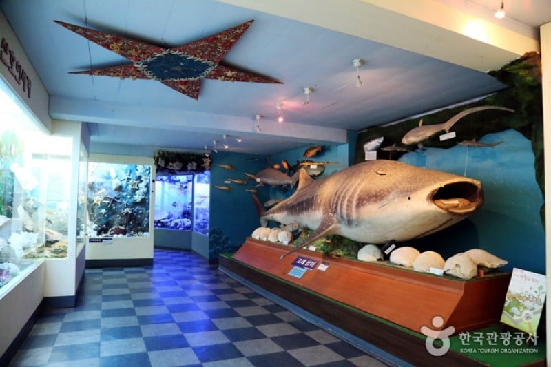 Ttangkkut Marine Natural History Museum  (2/17)