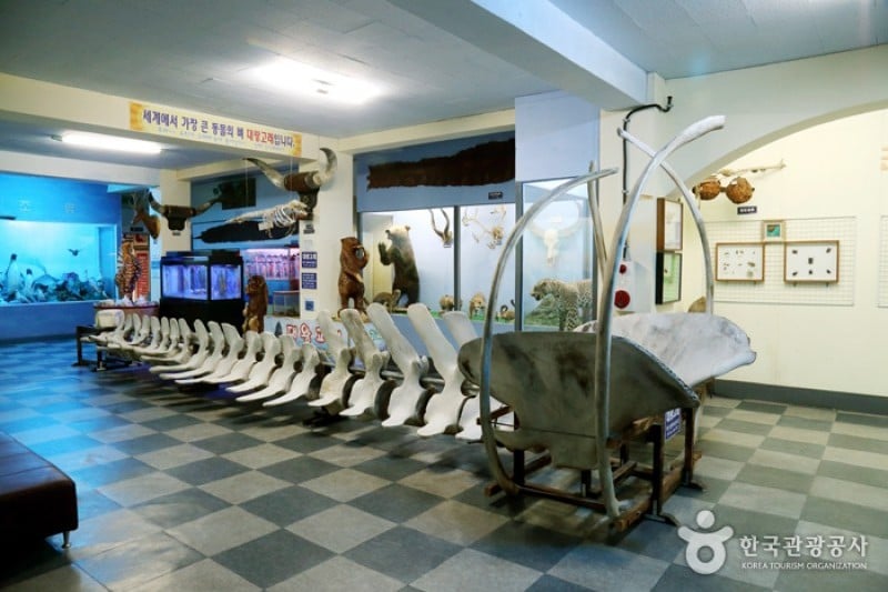 Ttangkkut Marine Natural History Museum  (3/17)