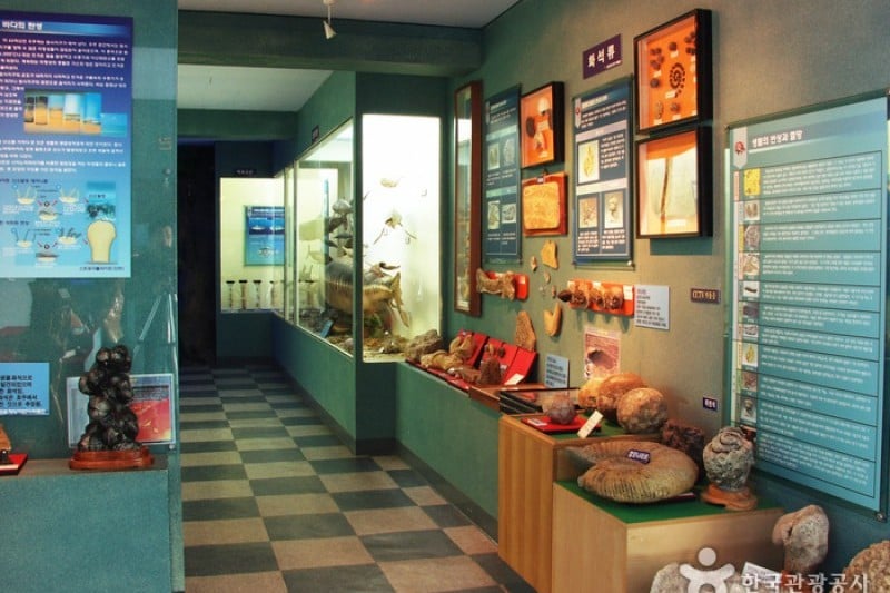 Ttangkkut Marine Natural History Museum  (4/17)