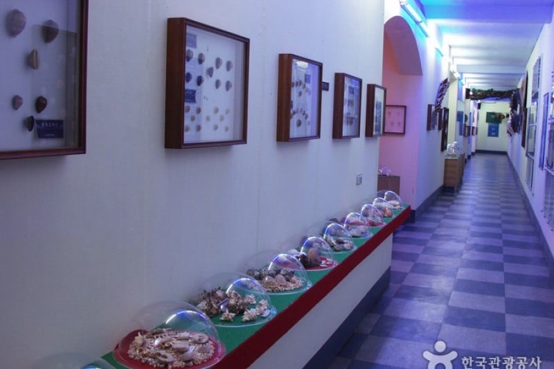 Ttangkkut Marine Natural History Museum  (6/17)