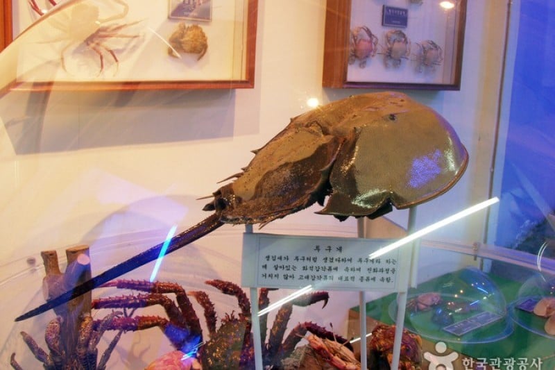 Ttangkkut Marine Natural History Museum  (7/17)