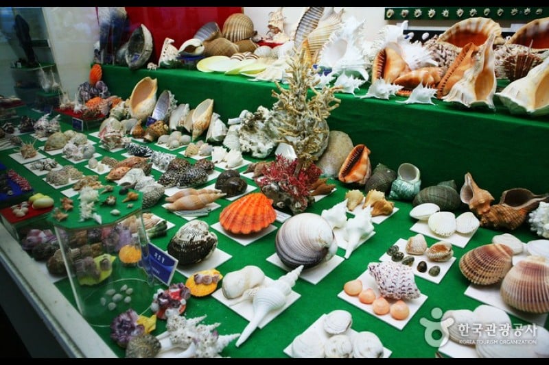 Ttangkkut Marine Natural History Museum  (9/17)