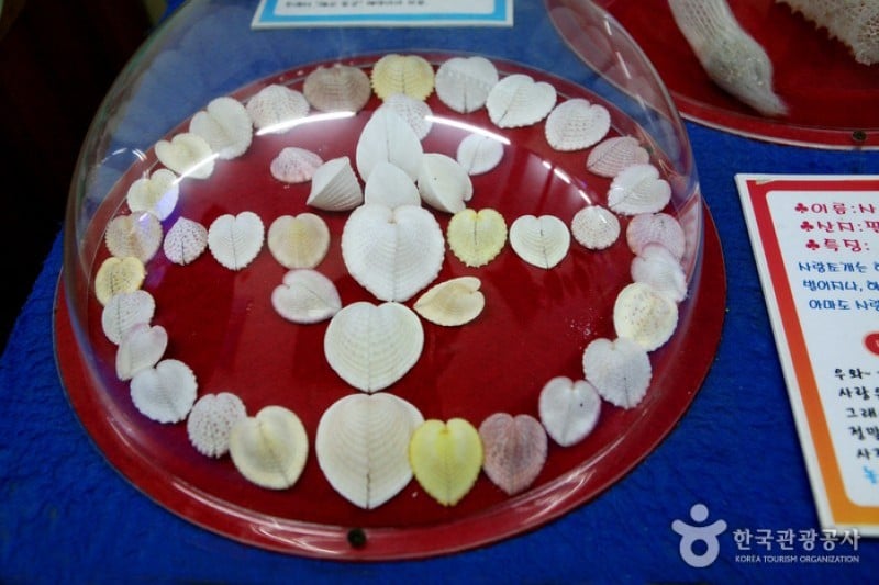 Ttangkkut Marine Natural History Museum  (10/17)