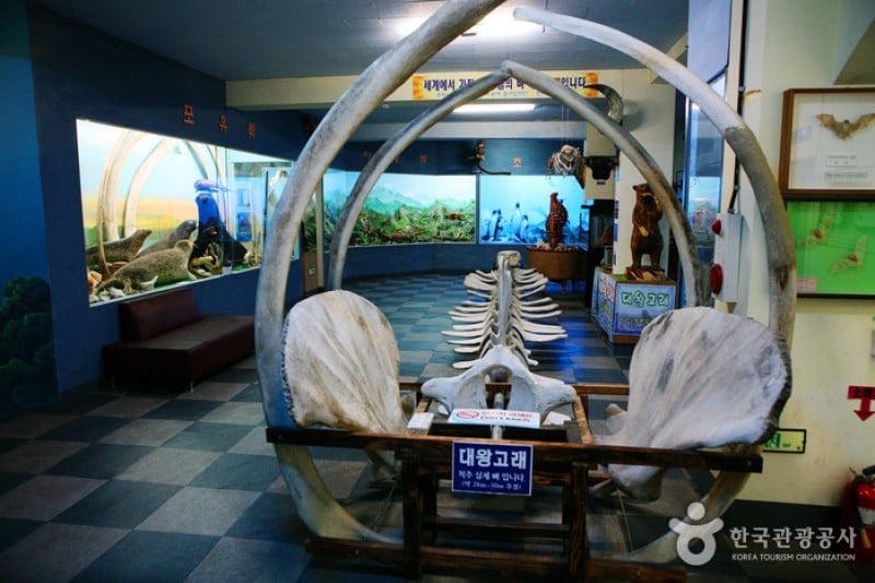 Ttangkkut Marine Natural History Museum  (11/17)