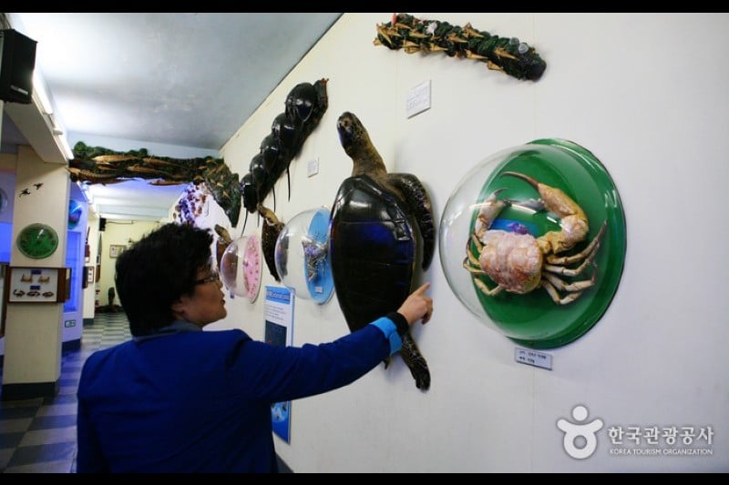 Ttangkkut Marine Natural History Museum  (12/17)