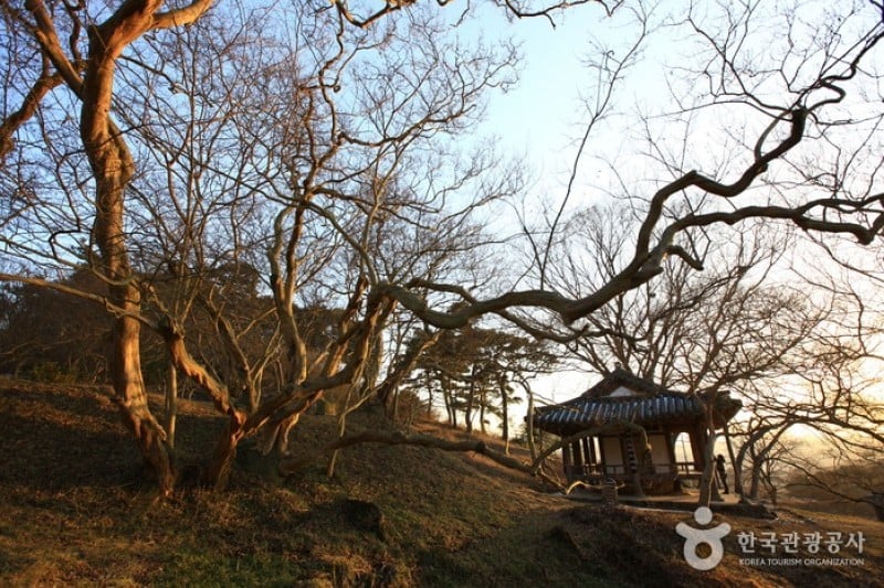 Damyang Myeongokheonrimwon Garden  (5/6)