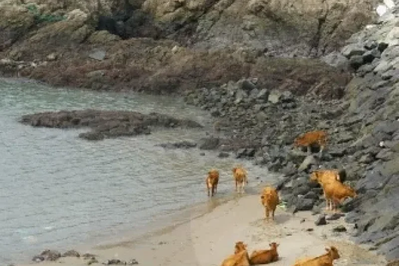 Anmado Island  (8/15)