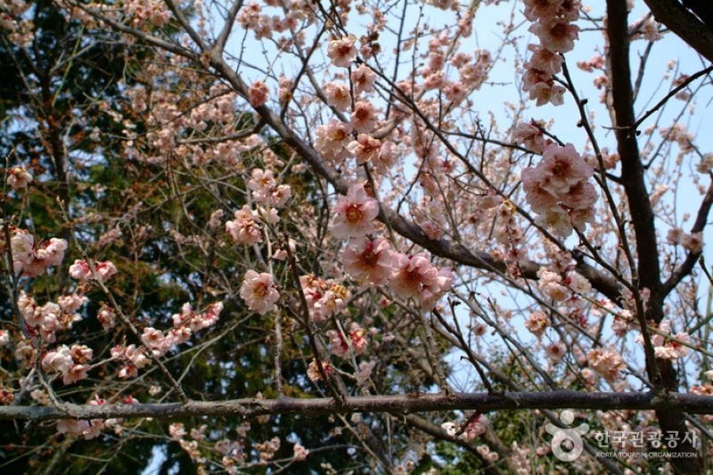 Ttangkkeut Maehwa Festival  (5/14)