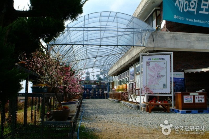 Ttangkkeut Maehwa Festival  (6/14)