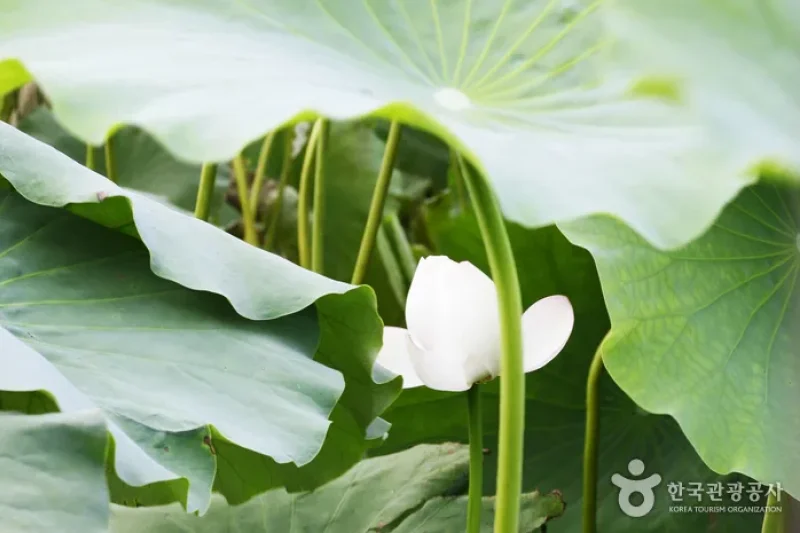 Hoesan White Lotus Pond in Muan  (2/23)