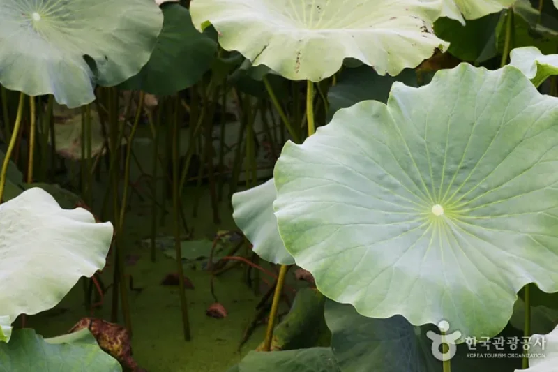 Hoesan White Lotus Pond in Muan  (3/23)