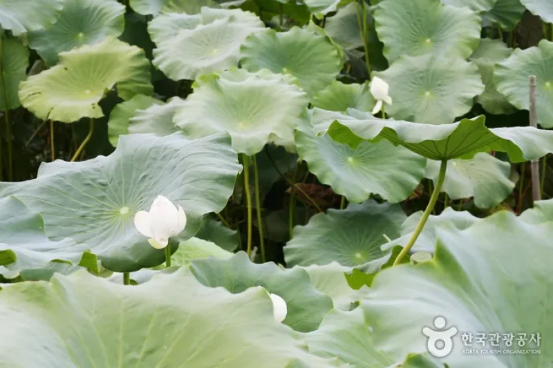 Hoesan White Lotus Pond in Muan  (4/23)