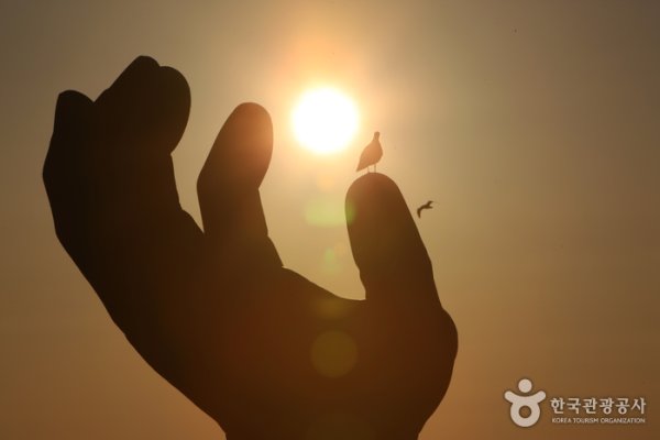 Homigot Sunrise Festival