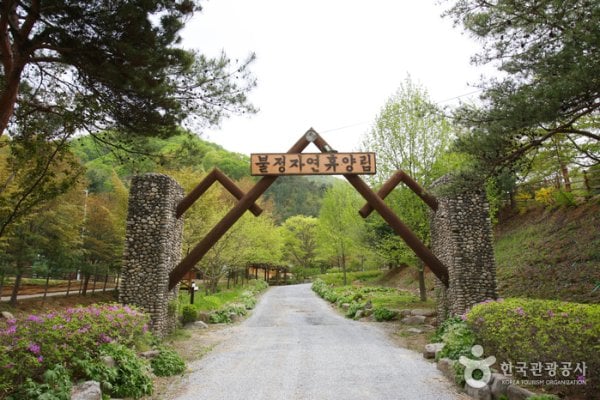 Buljeong Recreational Forest