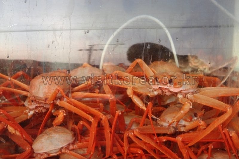 Uljin Snow Crab Festival   (1/5)