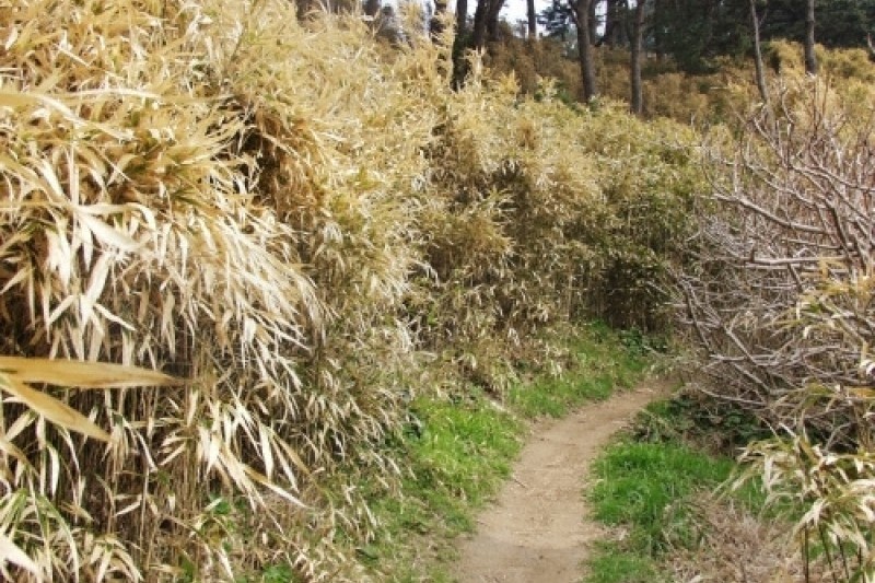 Haengnam Coastal Walking Path  (3/14)