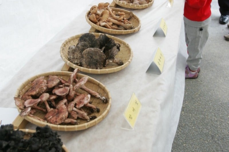 Bonghwa Pine Mushroom Festival  (2/14)