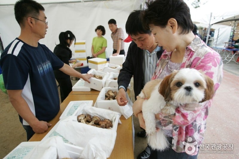 Bonghwa Pine Mushroom Festival  (5/14)