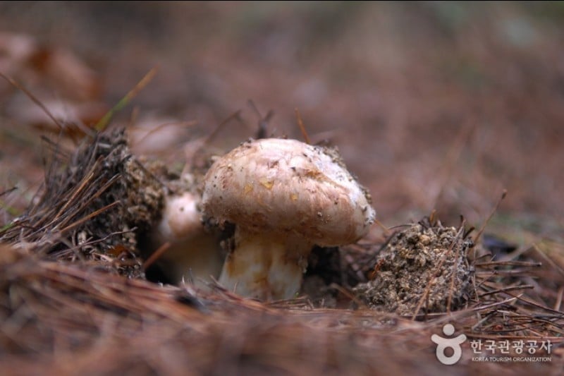 Bonghwa Pine Mushroom Festival  (8/14)