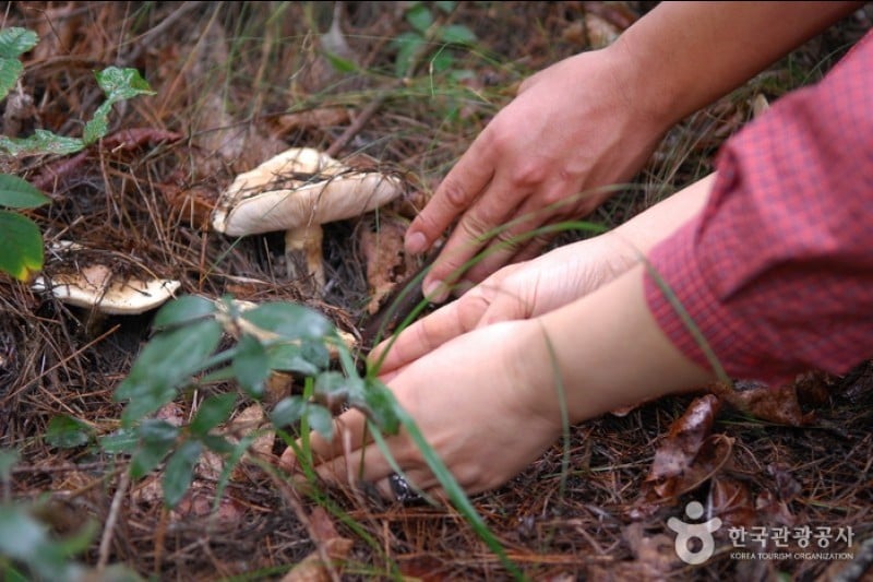 Bonghwa Pine Mushroom Festival  (9/14)