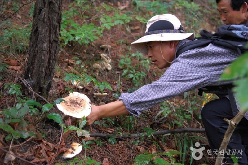 Bonghwa Pine Mushroom Festival  (10/14)
