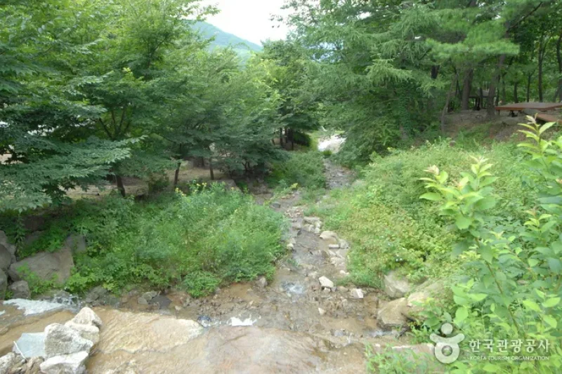 Sobaeksan Oknyeobong Recreational Forest (소백산 옥녀봉자연휴양림) (25/36)