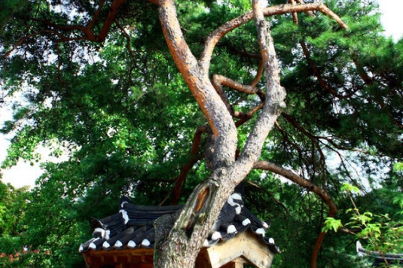 Andong Hahoe Folk Village [UNESCO World Heritage]  (14/83)