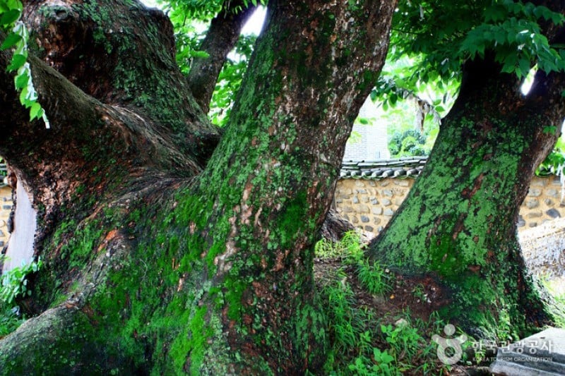 Andong Hahoe Folk Village [UNESCO World Heritage]  (20/83)