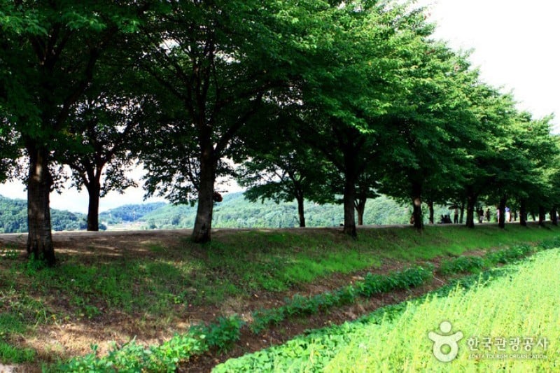 Andong Hahoe Folk Village [UNESCO World Heritage]  (23/83)