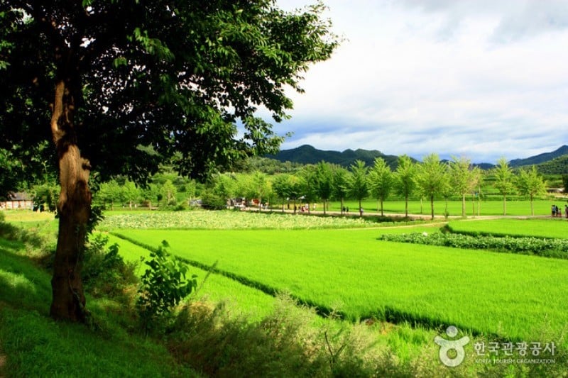 Andong Hahoe Folk Village [UNESCO World Heritage]  (29/83)