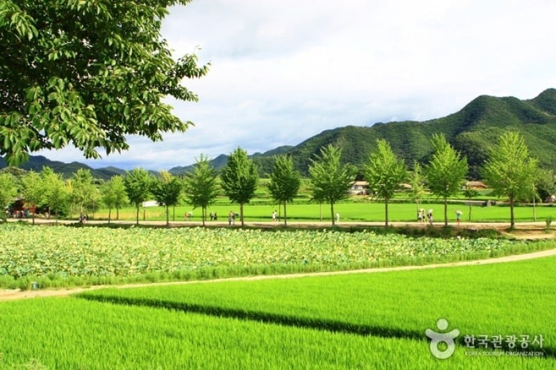 Andong Hahoe Folk Village [UNESCO World Heritage]  (30/83)