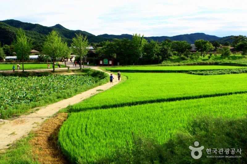 Andong Hahoe Folk Village [UNESCO World Heritage]  (31/83)